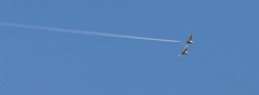 very-fast-SCC_130331A1195cog.jpg