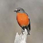 Flame Robin