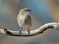 Jacky Winter