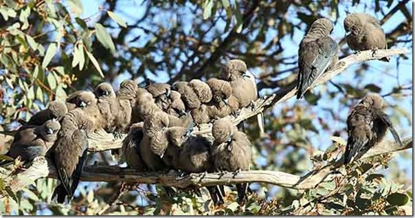 Dusky_Woodswallows_B14X6853_Newline_40k