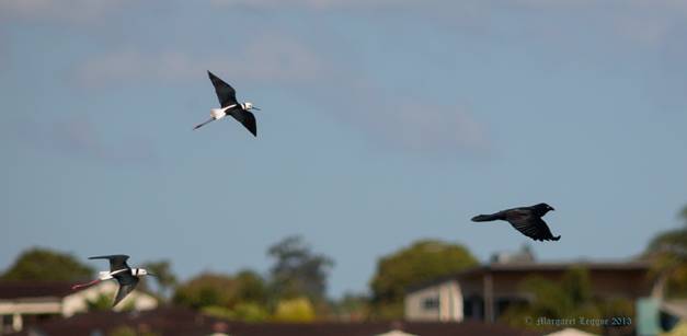 Black-winged-stilt-raven130804_A0270.jpg