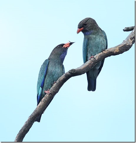 Dollarbirds_B14X1923_Newline_40k