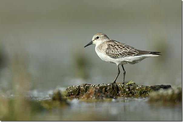 Red-necked_Stint_B14X1078_FSP_40k