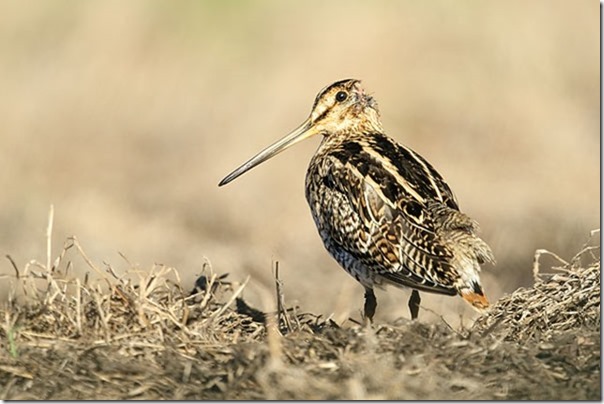 Lathams_Snipe_B14X3876_Jerra