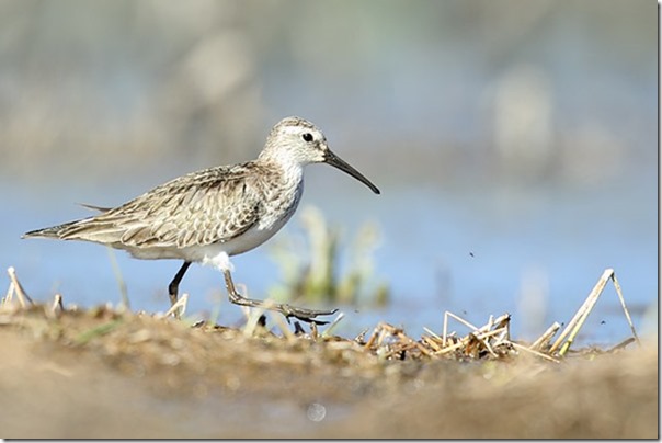 Curlew_Sandpiper_B14X3697_Jerra