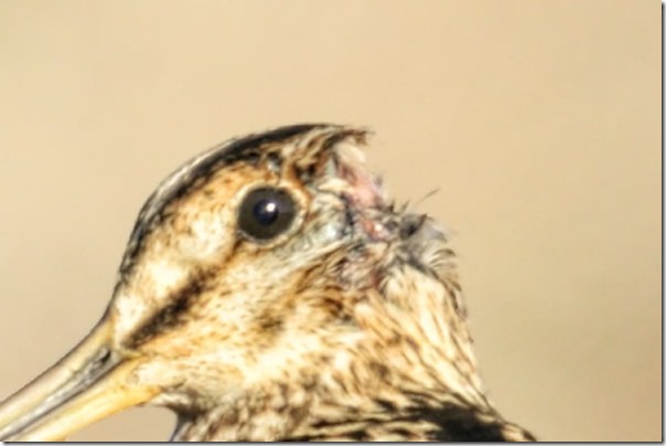 Lathams_Snipe_B14X3876_Jerra_z