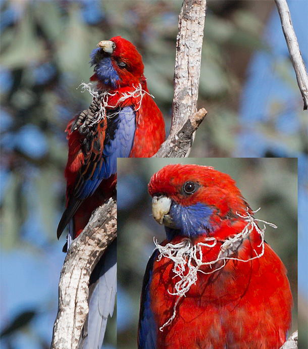 rosella-string-composite131115B.jpg