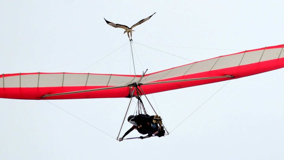 Bird
      gets a free ride on a hang glider.