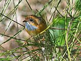Southern Emu-wren