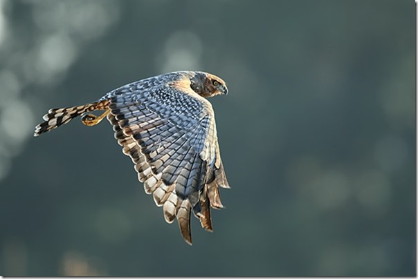 Spotted_Harrier_B14X2706_Jerra_40k