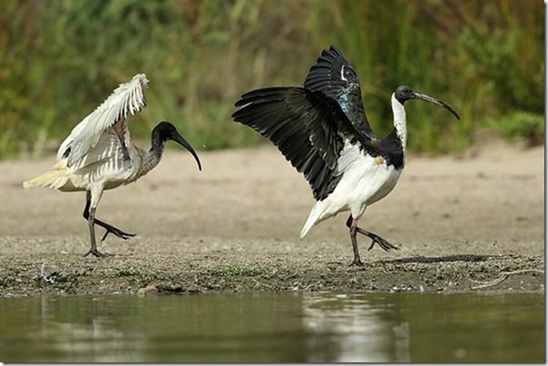 Ibises_B14X5840_Queanbeyan_40k