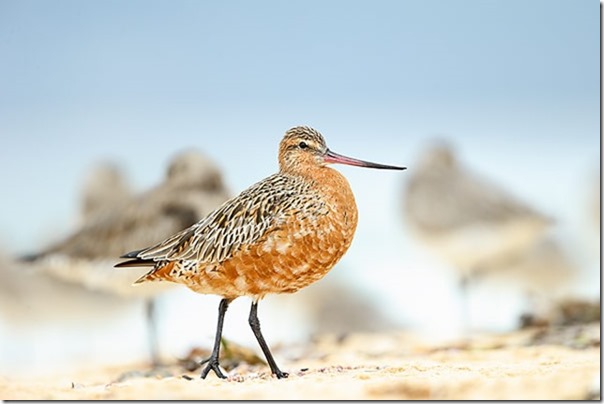 Bar-tailed_Godwit_B14X0781_Merimbula_40k