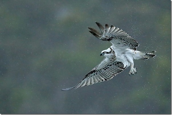 Osprey_B14X2385_Merimbula_Lake_2a_40k