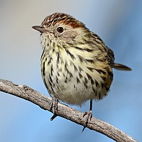 Speckled Warbler