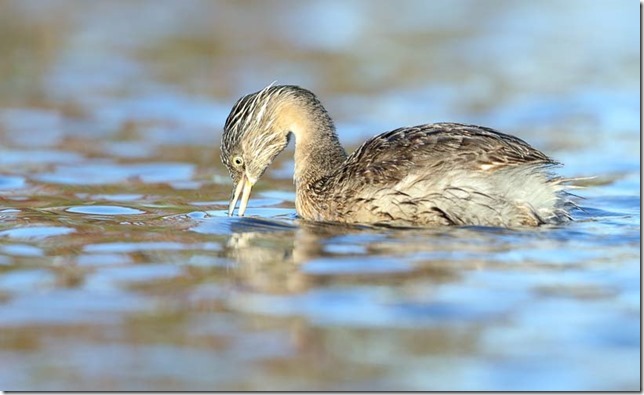 Hoary-headed_Grebe_B14X4192_Canberra_40k