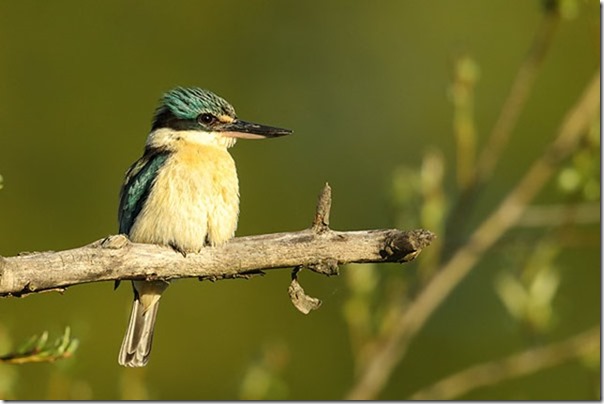 Sacred_Kingfisher_B14X9870_Jerra_40k