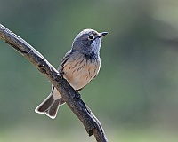 Rufous Whistler