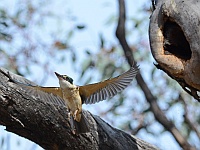Sacred Kingfisher
