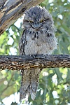 Other parent