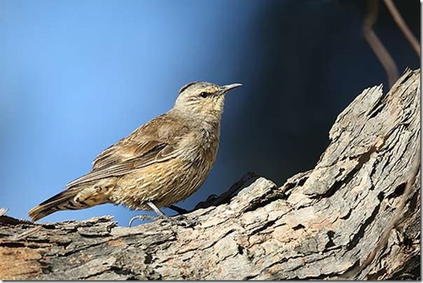 Brown_Treecreeper_B14X9789_Kelly_Road_50k