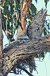 Tawny Frogmouth nest