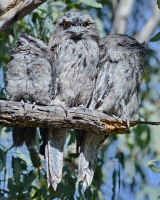 Tawny Frogmouth Family