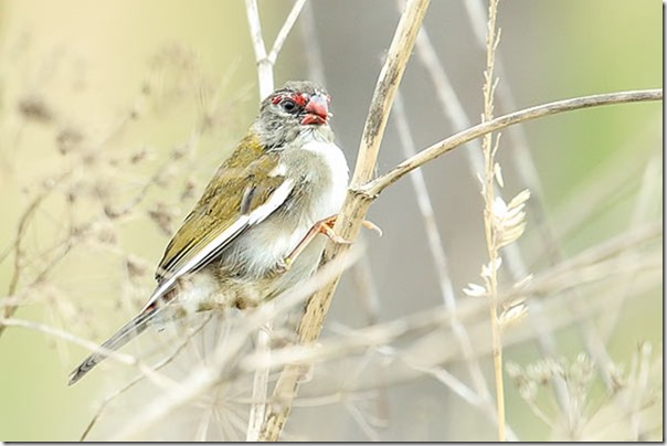 Red-browed_Finch_B14X0876_Jerra_40k