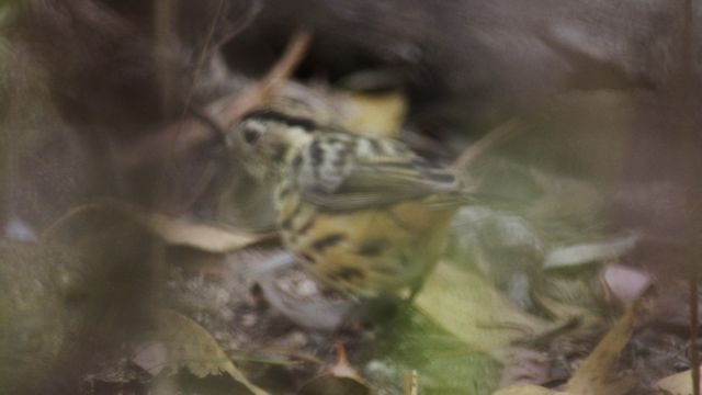 Inline image
