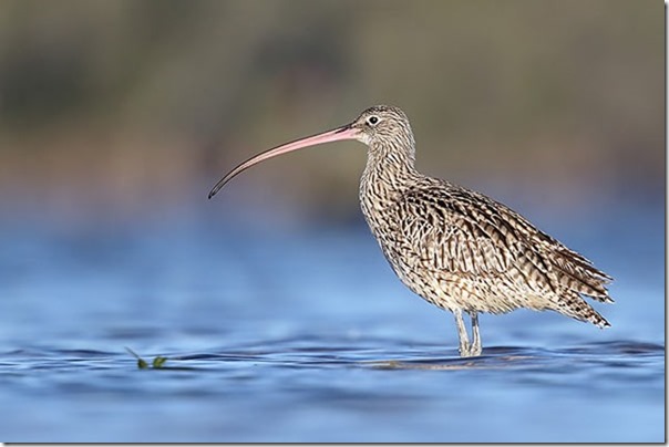 Eastern_Curlew_4F5A4239_Shoalhaven_Heads_2_40k