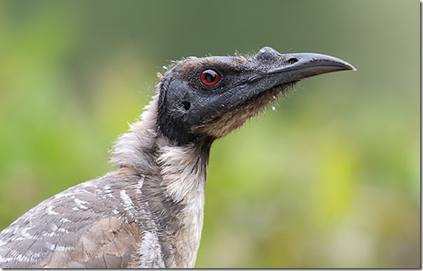 Noisy_Friarbird_4F5A4480_backyard_40k