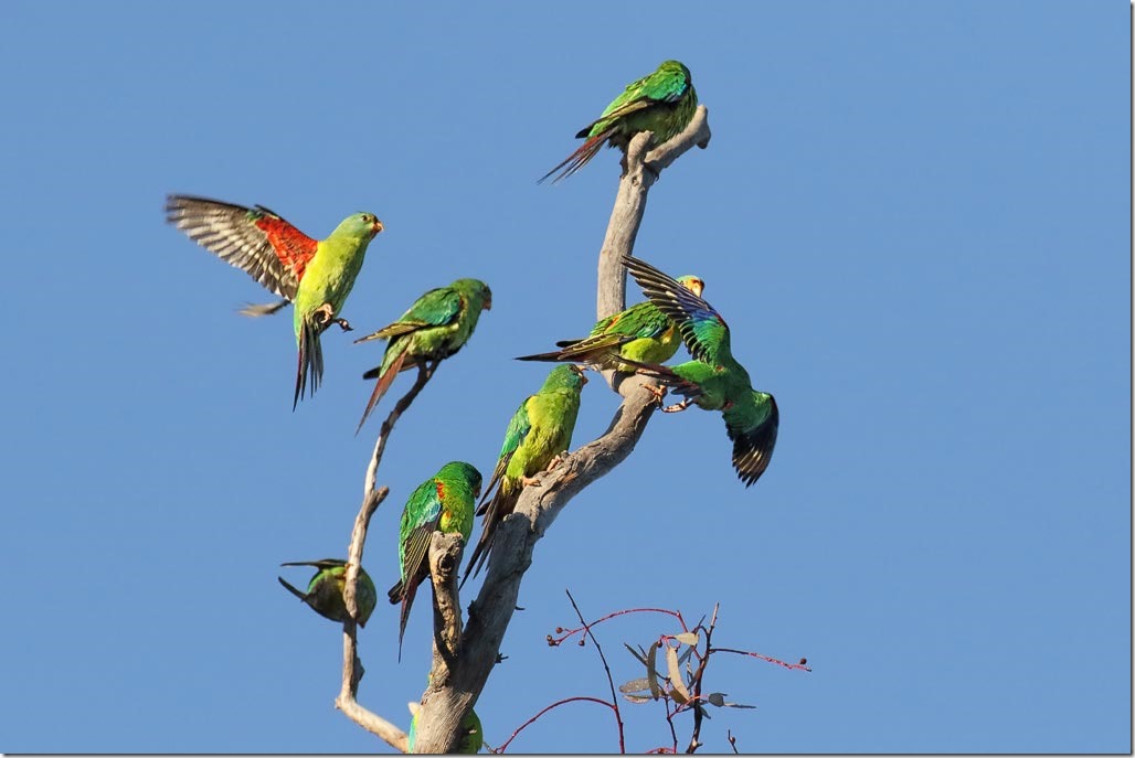 Swift_Parrot_4F5A2602_Canberra_60k