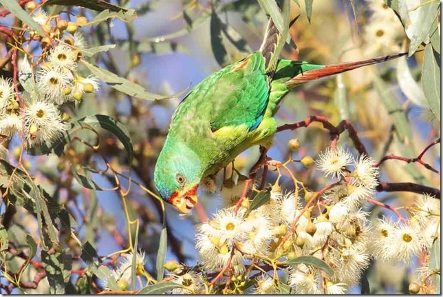 Swift_Parrot_4F5A3655_Canberra_60k