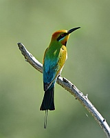 Rainbow Bee Eater