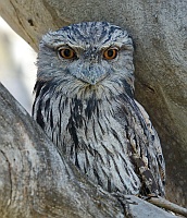 Tawny Frogmouth (female)