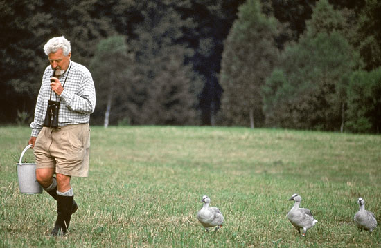 Lorenz, Konrad: Lorenz being followed by greylag geese [Credit: Nina Leen—Time Life Pictures/Getty Images]