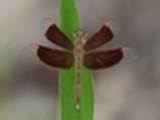 Painted Grasshawk Neurothemis stigmatizans (Iron Range, QLD)