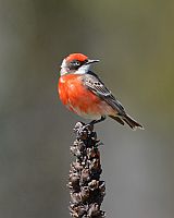 Crimson Chat