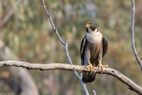 Peregrine Falcon.jpg