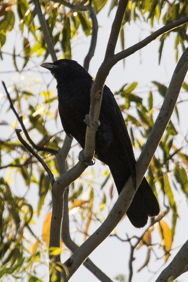Koel