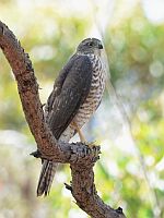 Collared Sparrowhawk or Brown Goshawk