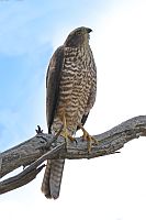 Collared
             Sparrowhak or Brown Goshawk?