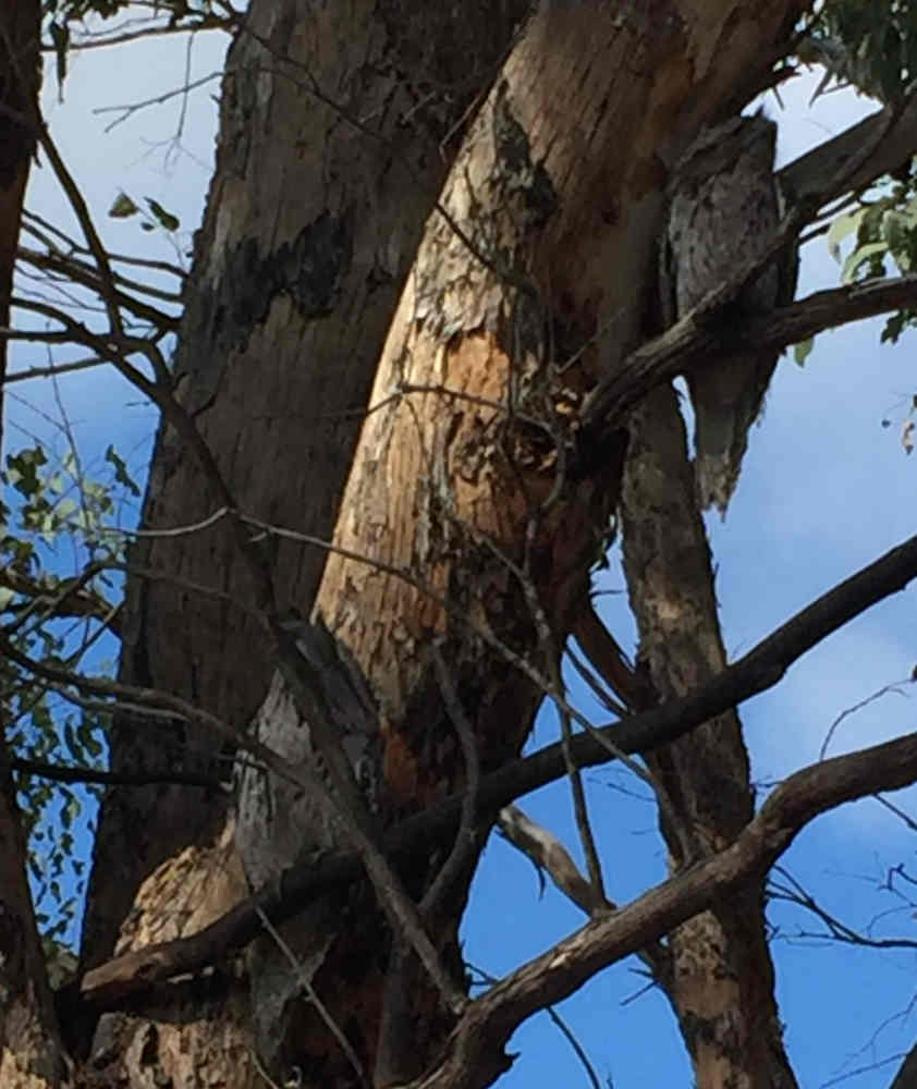 2701 Frogmouths.jpg