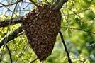 Image
result for bee swarm