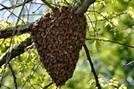 Image result for bee swarm