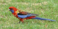 Hybrid
           Crimson/Eastern Rosella