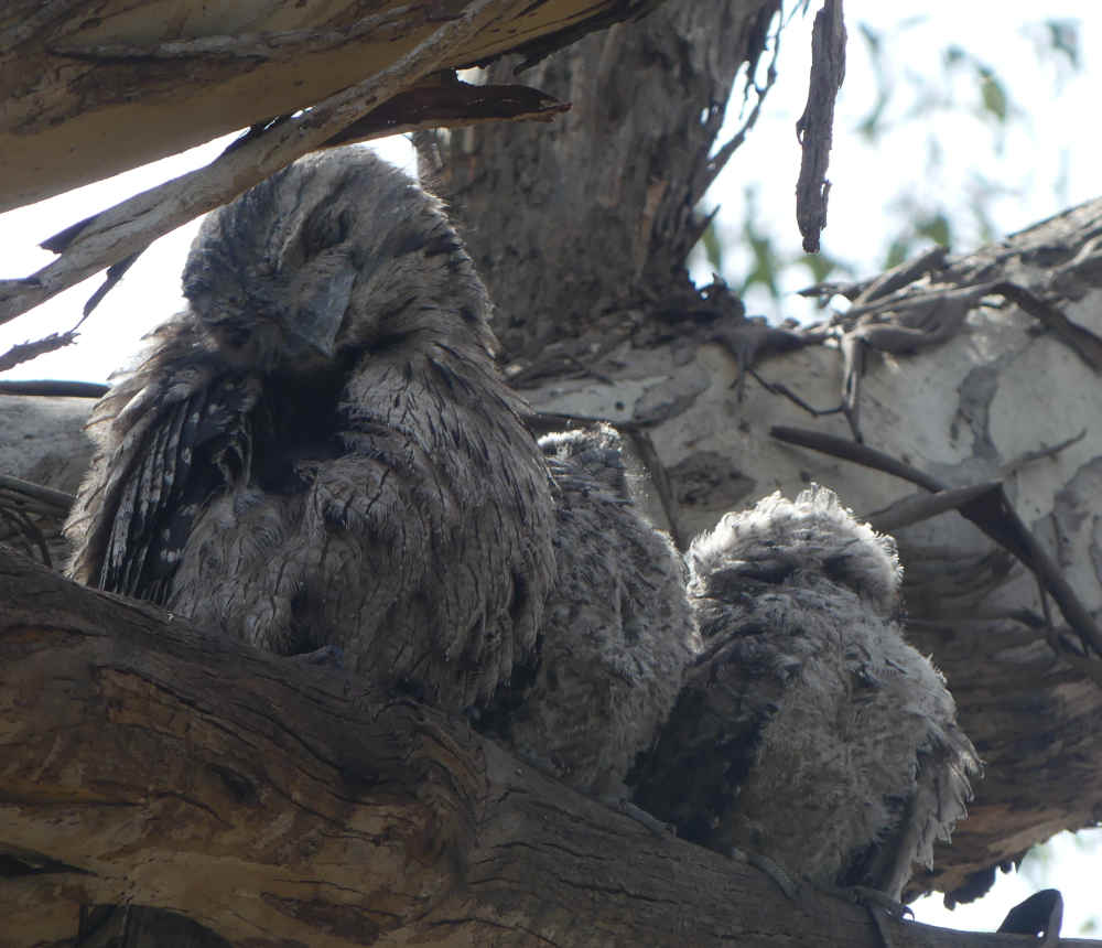 20 02 Frogmouths.jpg