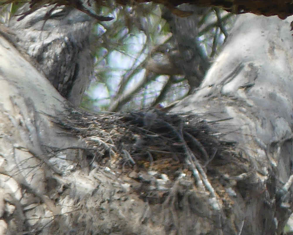 20 01 Frogmouth nest.jpg