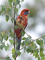 Variant Crimson Rosella