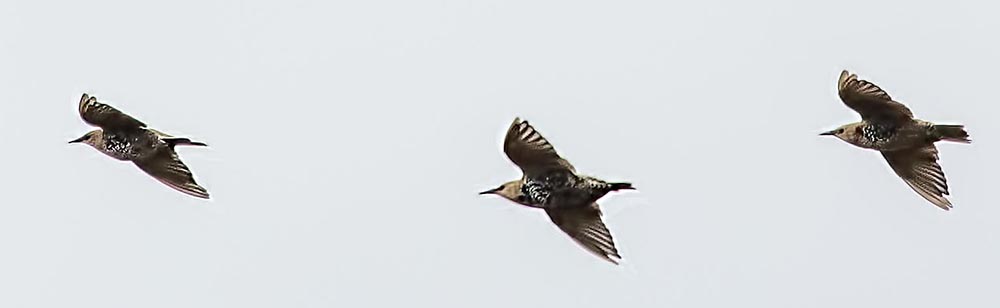 Unidentified birds