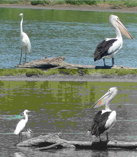 12 14 Egret comparison.JPG